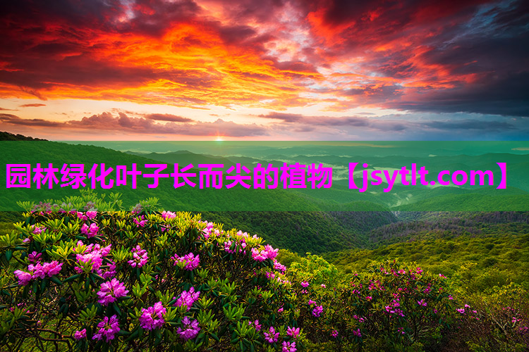 园林绿化叶子长而尖的植物